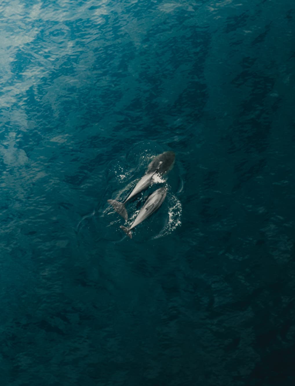 Two dolphins dive into the sea