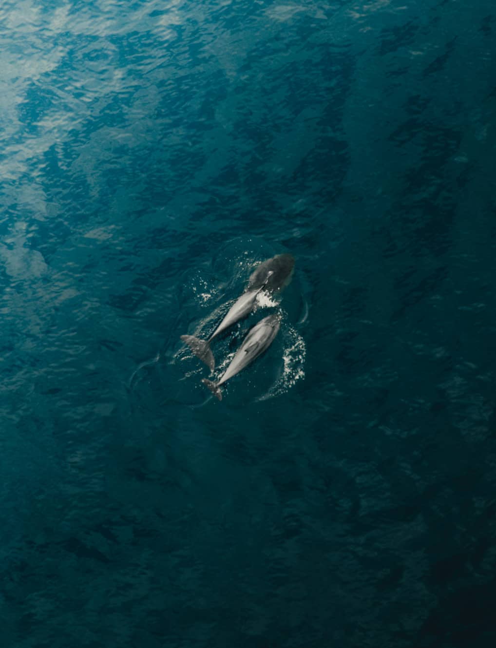 Two dolphins dive into the sea