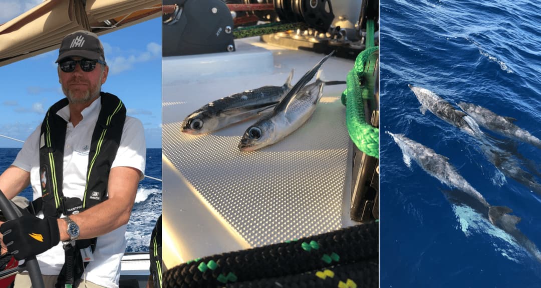 Man står vid rodret. Flygfiskar och delfiner som simmar i vattnet.
